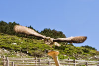 Vorschaubild, der Uhu beim Start vom Baumstumpf