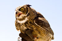 Vorschaubild, der Uhu ruft auf der Hand des Falkners