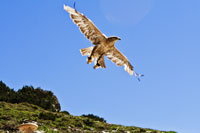Vorschaubild, fliegender Falke in der Sonne