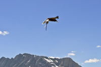 Vorschaubild, Beutefang im Flug