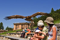 Vorschaubild, der Adler fliegt dicht über die Köpfe der Besucher