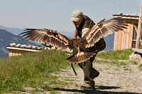 Vorschaubild, der Adler landet bei Roy auf der Hand