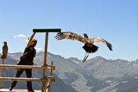 Vorschaubild, Landung auf Anzeigen des Falkners