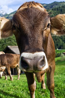 Vorschaubild, auf der Alm