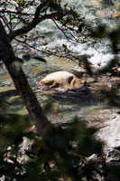 Vorschaubild, Bärenbad