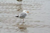 Vorschaubild, Möwe auf einem Bein in Ruhe