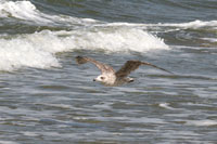 Vorschaubild, Möwe fliegt dicht über dem Wasser