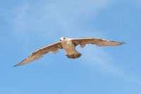 Vorschaubild, Möwe am blauen Himmel