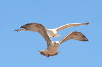 Vorschaubild, Möwen am blauen Himmel