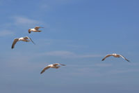 Vorschaubild, Möwen am blauen Himmel