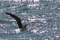 Vorschaubild, Möwe fliegt dicht über dem Wasser