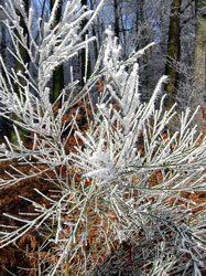Vorschaubild, Raureif an den Zweigen
