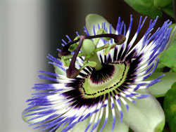 Vorschaubild, Passionsblume