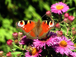 Vorschaubild, ein Tagpfauenauge auf einer Aster