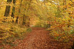 Vorschaubild, Wald in herbstlicher Stimmung